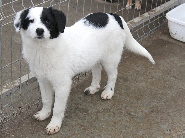 Tony, 10 Monate, scheu, völlig harmlos am 23.5.20 in Erfurt entlaufen.  Bitte nicht jagen oder einfangen. Tony ist sehr scheu und nicht abrufbar.  Bitte nur telefonisch Standort melden unter 01628955009. 