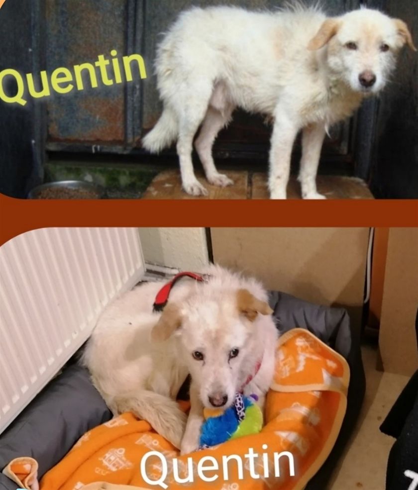3 Tage lang hast du gekämpft, um ein kleines bisschen Hundeglück, welches dir bis vor wenigen Wochen immer verwehrt wurde. Nun bist du doch über den 🌈gegangen, kleiner Quentin. Die White Dogs kamen für dich zu spät.  Meine Schuld, hab dich einfach zu lange übersehen.  Schlaf gut, kleiner Freund. 