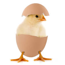 We do not prepare duck eggs.
